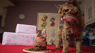 The World's Oldest Cat Has Shuffled Off This Mortal Coil